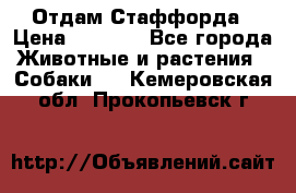 Отдам Стаффорда › Цена ­ 2 000 - Все города Животные и растения » Собаки   . Кемеровская обл.,Прокопьевск г.